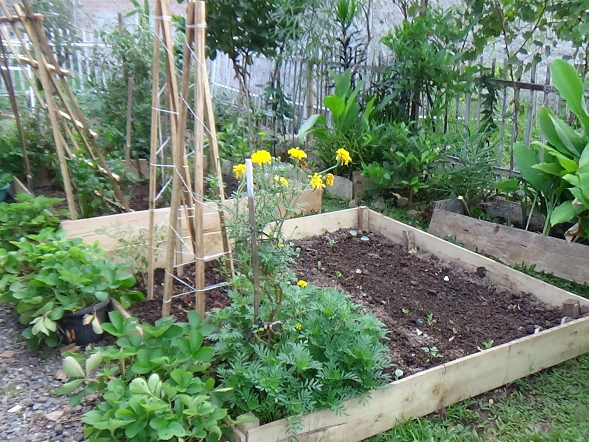 Mengganti kotak raised&nbsp;bed