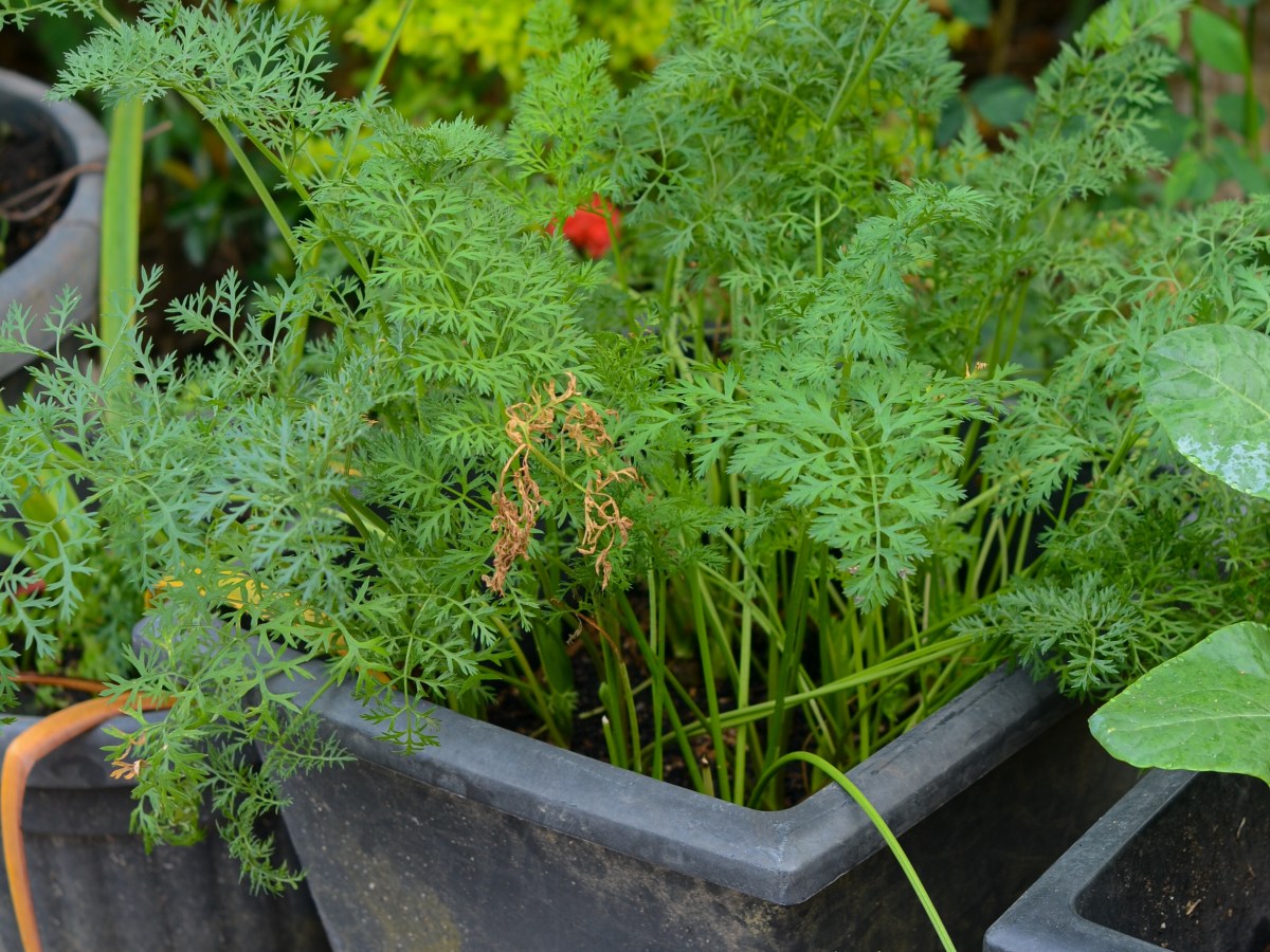 Menanam Wortel di Dataran Rendah,&nbsp;Mungkinkah?