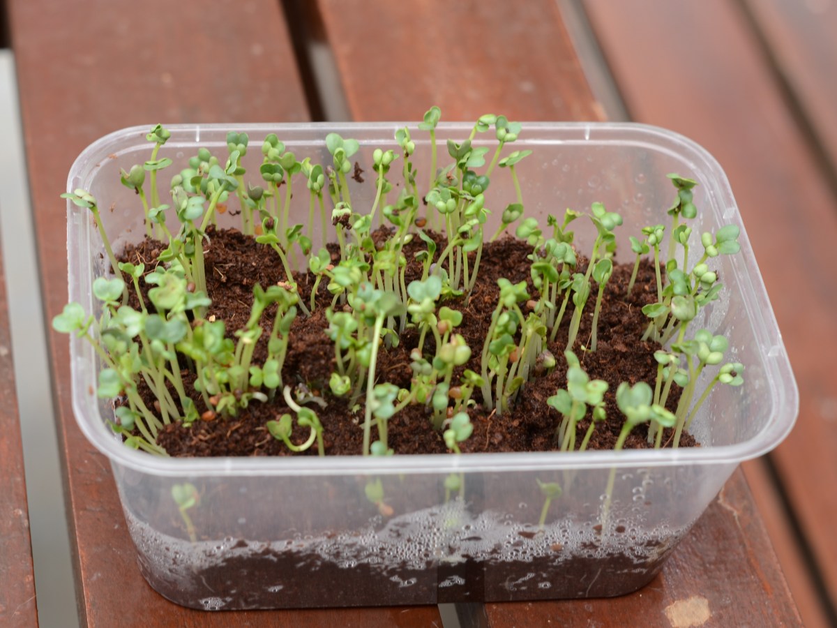 Microgreens, tanaman sehat penuh&nbsp;nutrisi