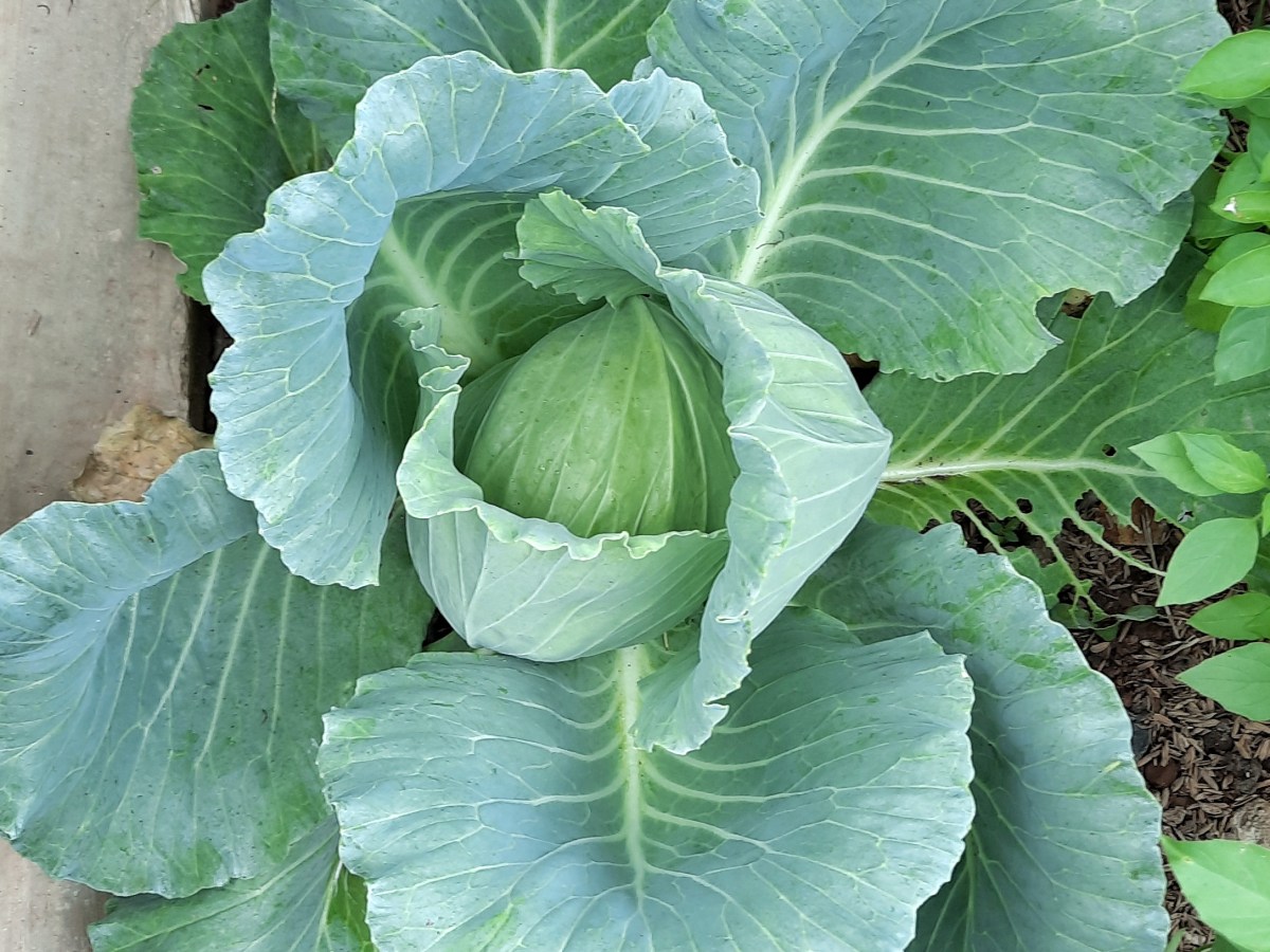 Panen Kubis di Kebun, Yuk Kita Bikin&nbsp;Gyoza